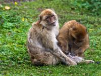 Berberaffen Paar bei Fellpflege